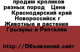 продам кроликов разных пород › Цена ­ 300 - Краснодарский край, Новороссийск г. Животные и растения » Грызуны и Рептилии   